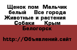 Щенок пом. Мальчик белый  - Все города Животные и растения » Собаки   . Крым,Белогорск